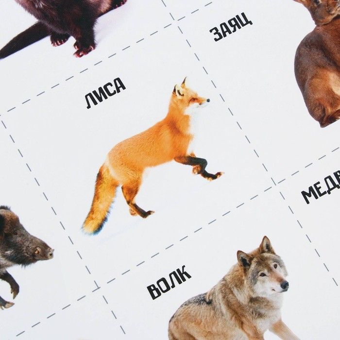 Набор обучающих плакатов «Изучаем мир», 10 в 1, А4 Набор обучающих плакатов «Изучаем мир», 10 в 1, А4