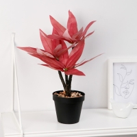 Бонсай в горшке "Традесканция колор" 10х26 см, микс Бонсай в горшке "Традесканция колор" 10х26 см, микс