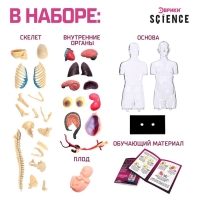 Набор для опытов &laquo;Строение тела&raquo;, беременная женщина