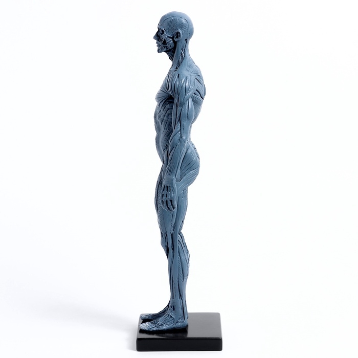 Макет Макет "Тело человека" 29см