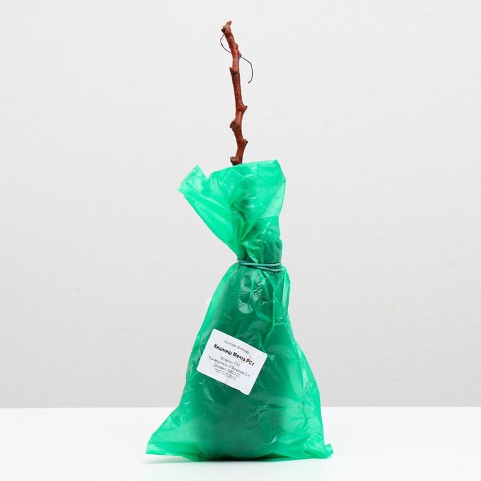 Саженец винограда Кишмиш Мечта Весна 2024, 1 шт. Саженец винограда Кишмиш Мечта Весна 2024, 1 шт.