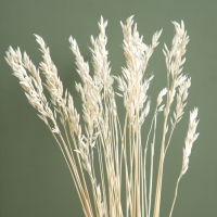 Сухоцвет &laquo;Овёс посевной&raquo;, белый, 50 г в упаковке