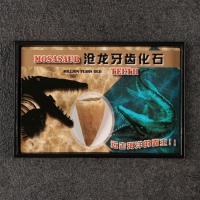 Набор зубов "Мазозавр" Набор зубов "Мазозавр"