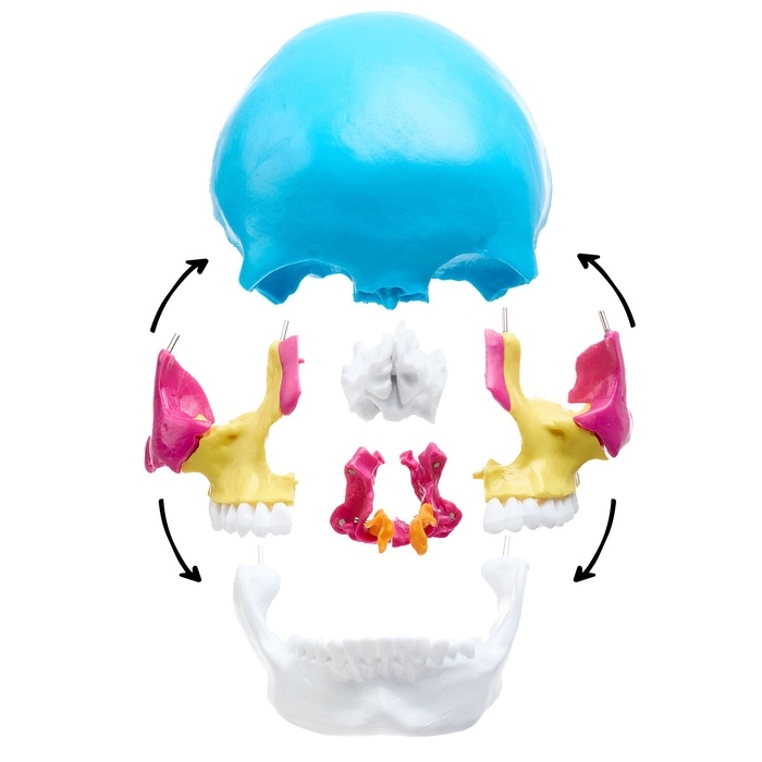 Макет Макет "Череп человека" разноцветный разборный, 20*12*21см