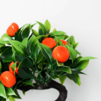 Бонсай в горшке "Деревце мандарин" 10х18 см Бонсай в горшке "Деревце мандарин" 10х18 см