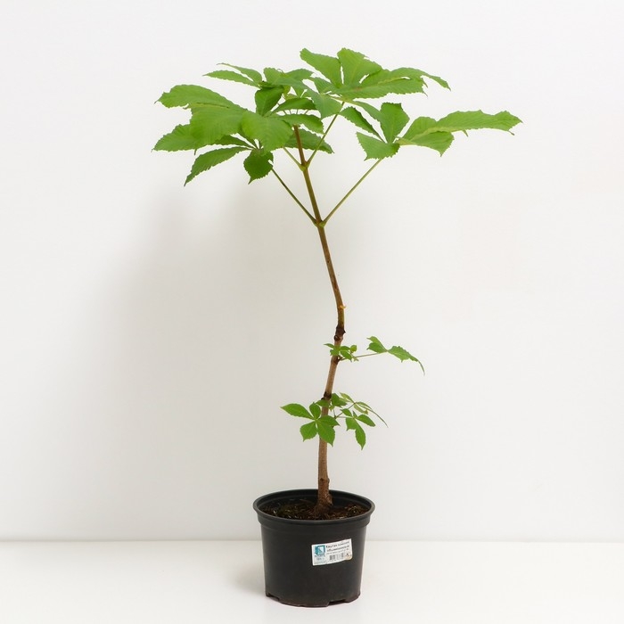 Каштан конский обыкновенный , С3 горшок, Н20-30 высота, 1 шт, Лето 2024 Каштан конский обыкновенный , С3 горшок, Н20-30 высота, 1 шт, Лето 2024