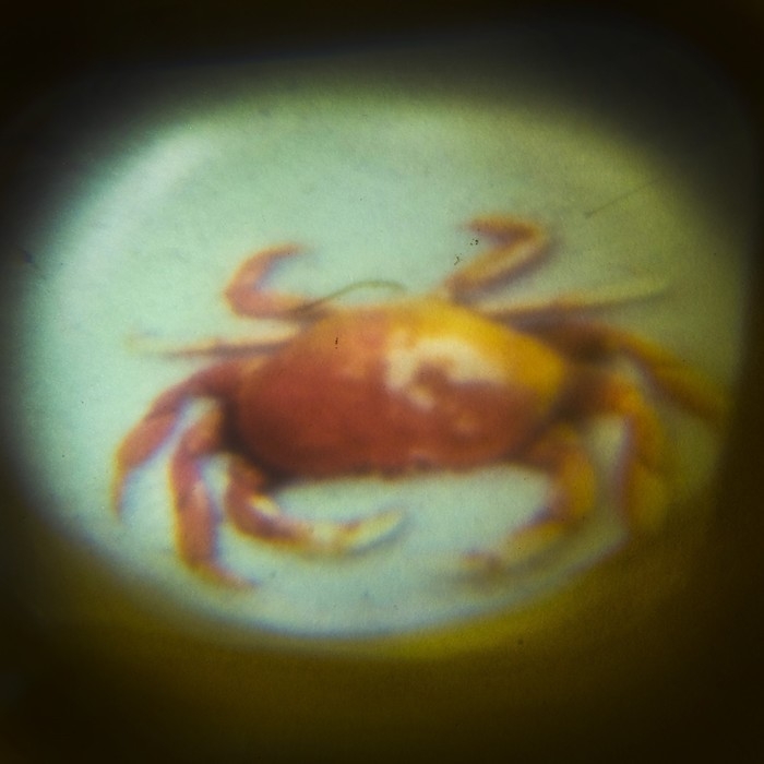 Проектор-фонарик &laquo;Тайны океана&raquo;, свет, 3 слайда, 24 картинки, цвета МИКС