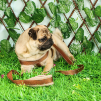 Комплект амуниции мягкий, светоотражающий, поводок 120 х 2 см, ОШ 46-69 см, коричневый