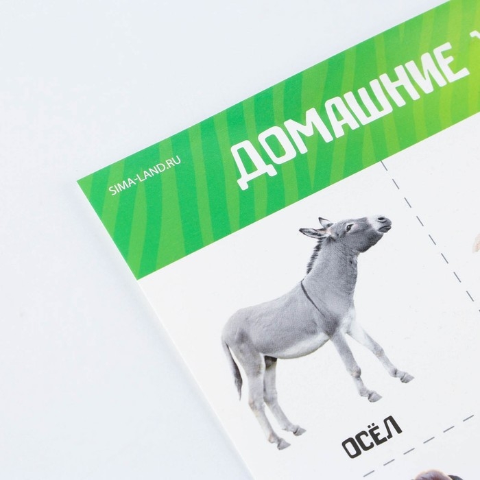 Набор обучающих плакатов «Изучаем мир», 10 в 1, А4 Набор обучающих плакатов «Изучаем мир», 10 в 1, А4