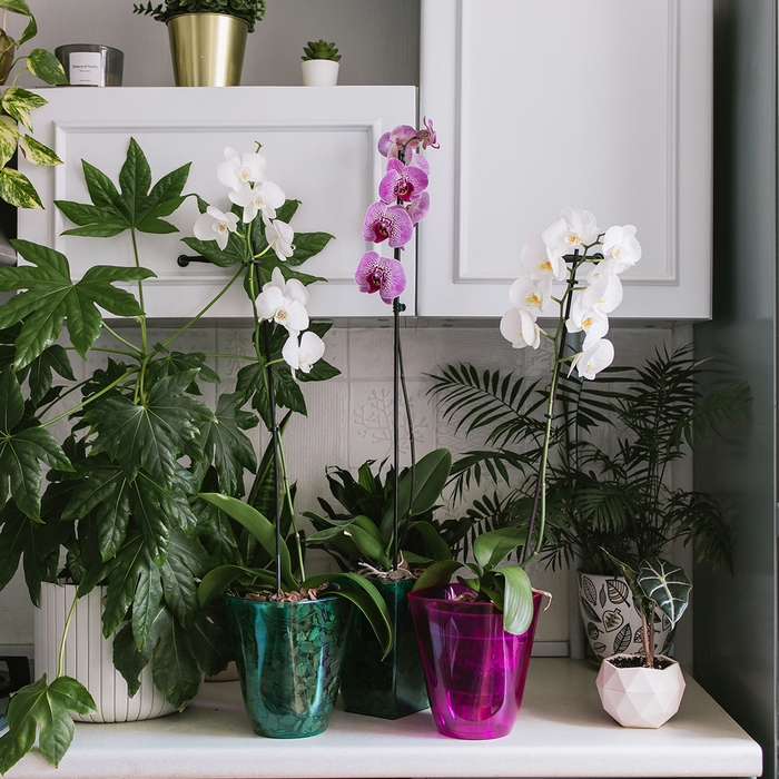 Горшок для орхидей, 2,5 л, 16,4 &times; 18,5 см, пластик, прозрачно-малиновый