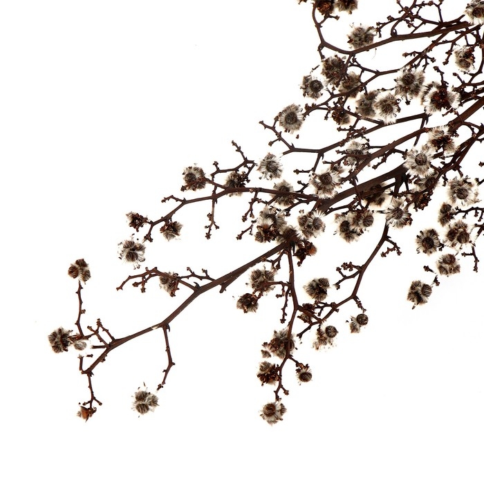 Сухие цветы &laquo;Молочай Миля&raquo;, 25 г, длина &mdash; 70 см, цвет белый