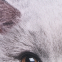 Подушка антистресс, кот "Британец"