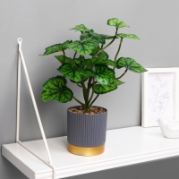 Бонсай в горшке "Алоказия круглолистная" 9,5х27 см Бонсай в горшке "Алоказия круглолистная" 9,5х27 см