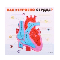 Набор для опытов &laquo;Моё тело&raquo;, сердце