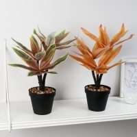 Бонсай в горшке "Традесканция колор" 10х26 см, микс Бонсай в горшке "Традесканция колор" 10х26 см, микс