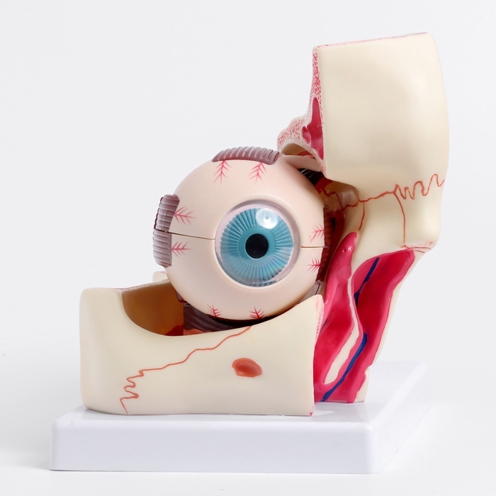 Макет Макет "Глаз человека в разрезе" 20*17*16см