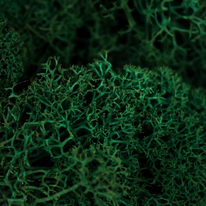 Мох стабилизированный "Серо зелёный" 45 гр (+-5 гр)