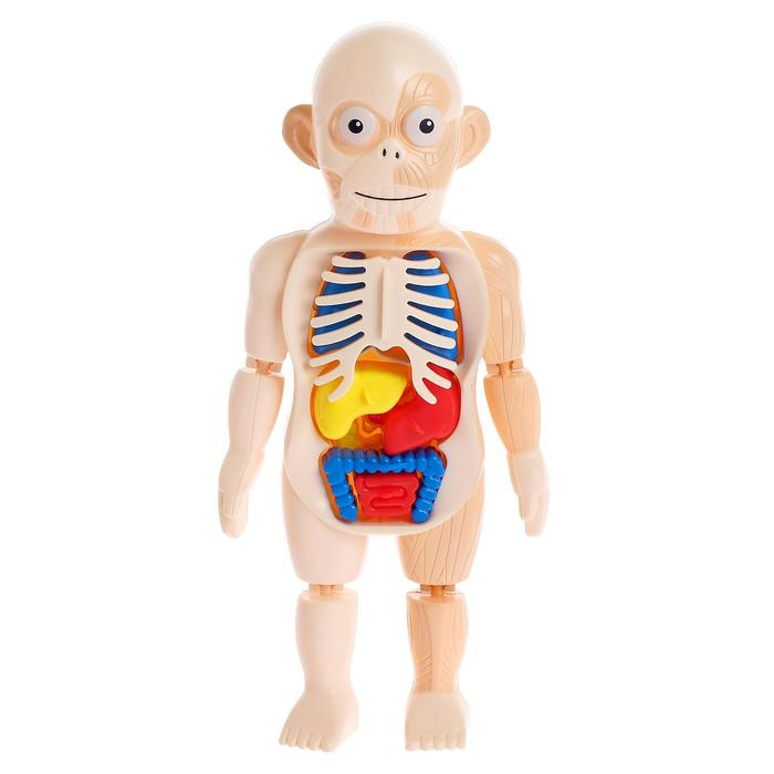 Набор для опытов «Мое удивительное тело» Набор для опытов «Мое удивительное тело»