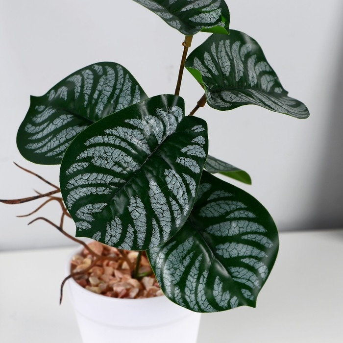 Бонсай в горшке &laquo;Филодендрон&raquo; 7,5х20 см, микс горшка