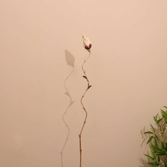 Сухоцвет на бамбуковом стебле 150 см белый