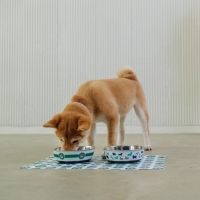 Миска для кошек и собак из нержавеющей стали «Собаки», 450 мл, 14 х 4.5 см Миска для кошек и собак из нержавеющей стали «Собаки», 450 мл, 14 х 4.5 см