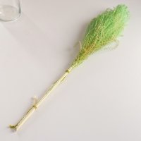 Набор сухоцветов "Мискантус", банч 3-5 шт, длина 60 (+/- 6 см), зелёный