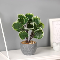 Бонсай в горшке "Колеус премиум" 22х9 см, микс Бонсай в горшке "Колеус премиум" 22х9 см, микс