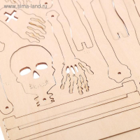 Набор для опытов «Строение человека», 10 обучающих карточек Набор для опытов «Строение человека», 10 обучающих карточек