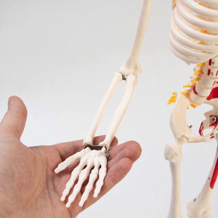 Макет Макет "Скелет взрослого человека" в полный рост, для изучения анатомии, 85 см