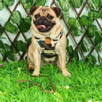 Комплект "Рефлекс", размер L, поводок 95 см, ОГ 25-64 см, камуфляж Комплект "Рефлекс", размер L, поводок 95 см, ОГ 25-64 см, камуфляж