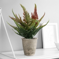 Бонсай в горшке "Нефролепис премиум" 24х8,5 см, микс Бонсай в горшке "Нефролепис премиум" 24х8,5 см, микс