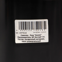 Саженец Розы "Келли", Горшок С4, Лето 2024 Саженец Розы "Келли", Горшок С4, Лето 2024