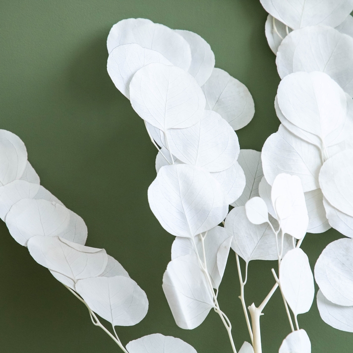 Сухоцвет персикого дерева, 50 г, длина &mdash; 70 см, цвет белый