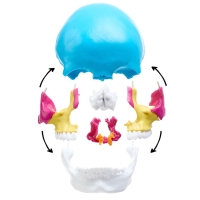 Макет "Череп человека" разноцветный разборный, 20*12*21см Макет "Череп человека" разноцветный разборный, 20*12*21см