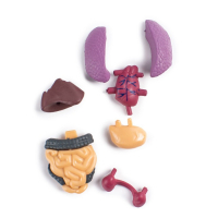 Набор для опытов «Строение тела», анатомия человека Набор для опытов «Строение тела», анатомия человека