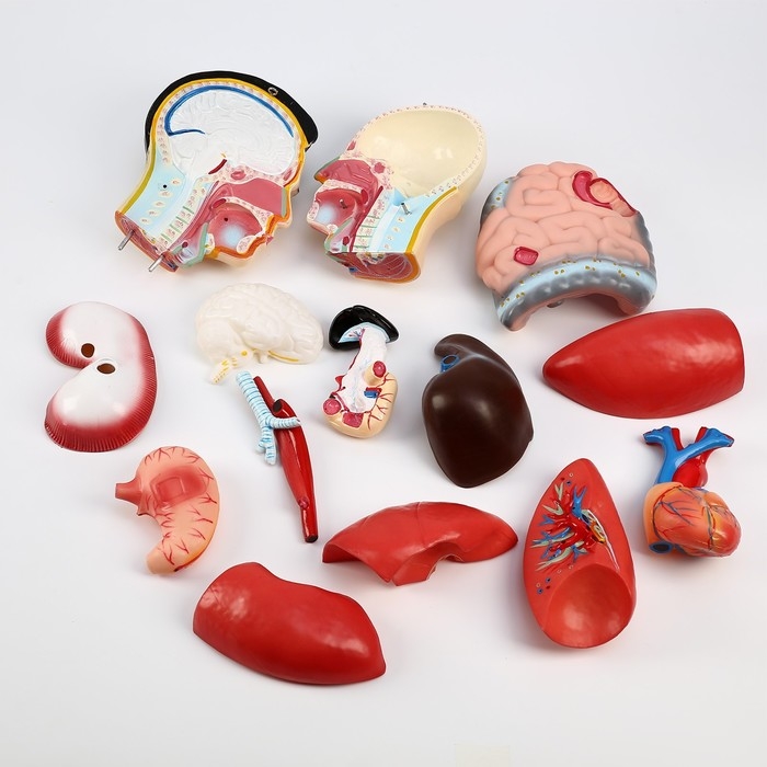 Макет Макет "Торс человека" 80 см