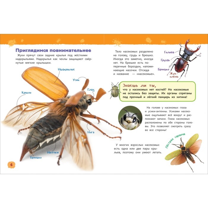 Энциклопедия для детского сада &laquo;Насекомые&raquo;