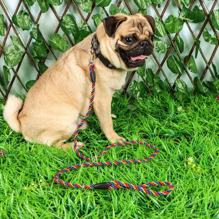 Поводок круглый Поводок круглый "Скрутка", 1 х 120 см, сине-красно-жёлтый