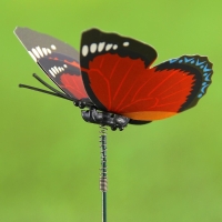 Штекер "Бабочка Дельфиус" 25см, набор 15шт, МИКС Штекер "Бабочка Дельфиус" 25см, набор 15шт, МИКС