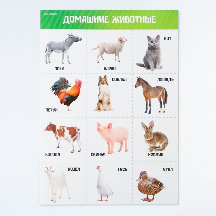 Набор обучающих плакатов «Изучаем мир», 10 в 1, А4 Набор обучающих плакатов «Изучаем мир», 10 в 1, А4