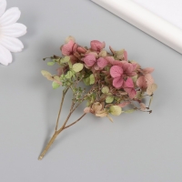 Сухоцвет "Гортензия" зелёно-красный h=6-6,5 см Сухоцвет "Гортензия" зелёно-красный h=6-6,5 см