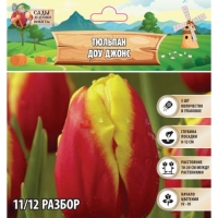 Тюльпан Доу Джонс, р-р 11/12, 5шт, Осень 2024 Тюльпан Доу Джонс, р-р 11/12, 5шт, Осень 2024