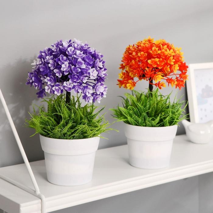 Бонсай "Пеларгония" 11х23 см, микс