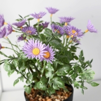 Бонсай в горшке "Ромашка махровая" 9х22 см, микс