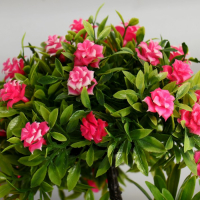 Бонсай в горшке "Деревце с мелкими цветами" 10х25 см, микс Бонсай в горшке "Деревце с мелкими цветами" 10х25 см, микс