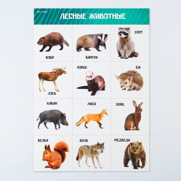 Набор обучающих плакатов «Изучаем мир», 10 в 1, А4 Набор обучающих плакатов «Изучаем мир», 10 в 1, А4