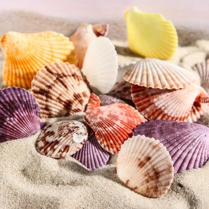 Набор ракушек Пектен Вексиллум средние, 4 - 6 см, 100 г Набор ракушек Пектен Вексиллум средние, 4 - 6 см, 100 г