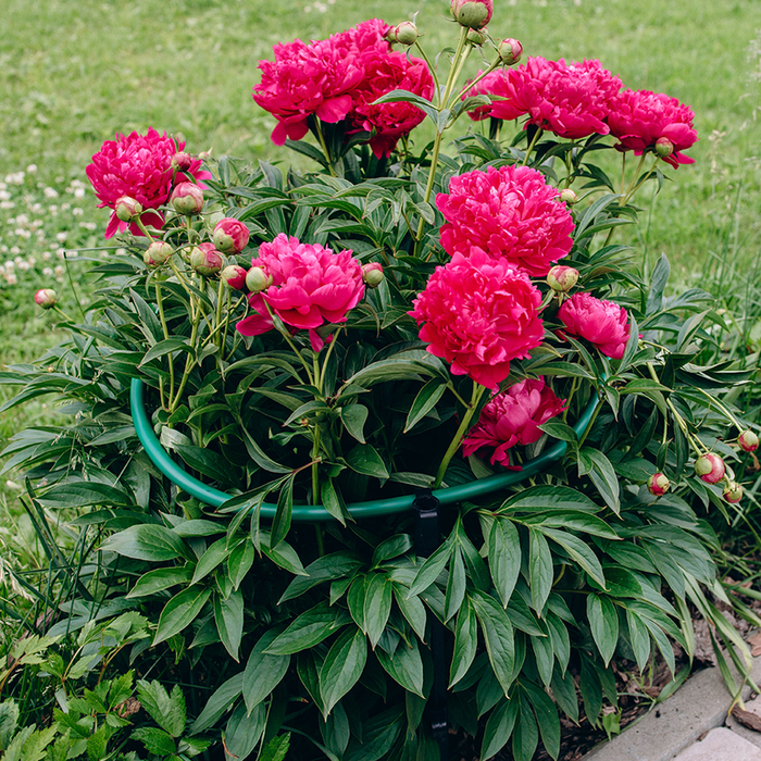 Кустодержатель, d = 48 см, h = 70 см, ножка d = 2 см, пластик, чёрный &laquo;Роза&raquo;