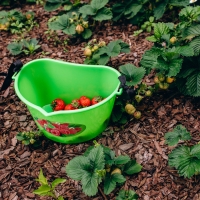 Ёмкость для сбора ягод, 3 л, «Малина» Ёмкость для сбора ягод, 3 л, «Малина»