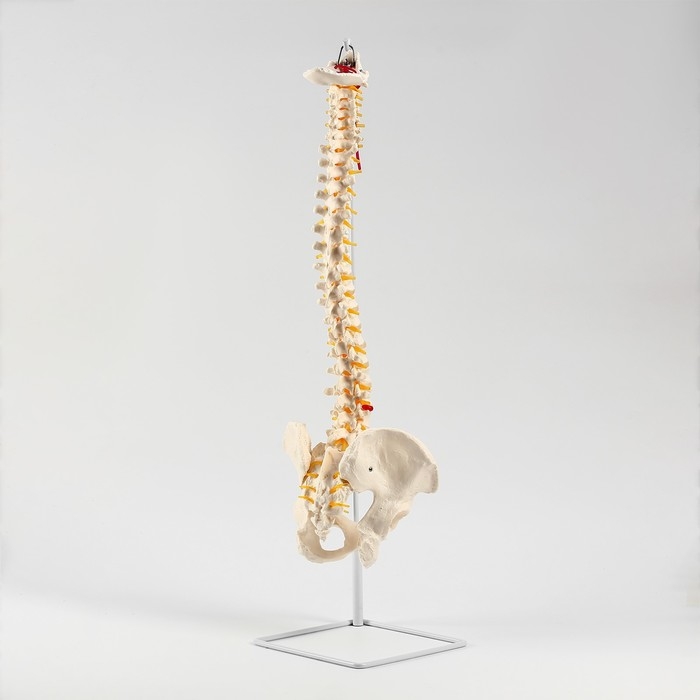 Макет Макет "Позвоночник человека" 74см